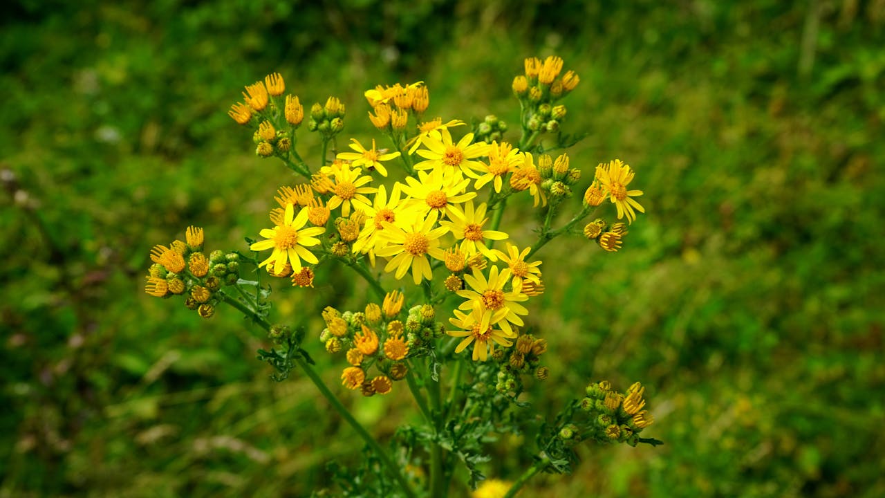 Services A close-up of vibrant yellow wildflowers blooming in a lush green field.