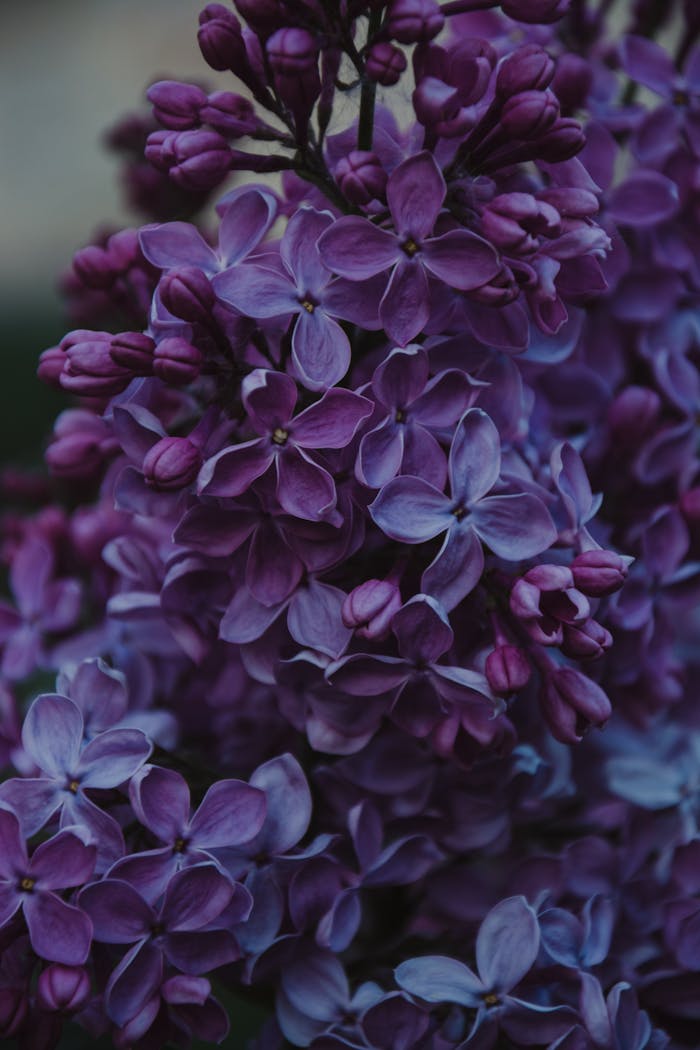 Home Vibrant lilac flowers blooming in spring, showcasing delicate purple petals.