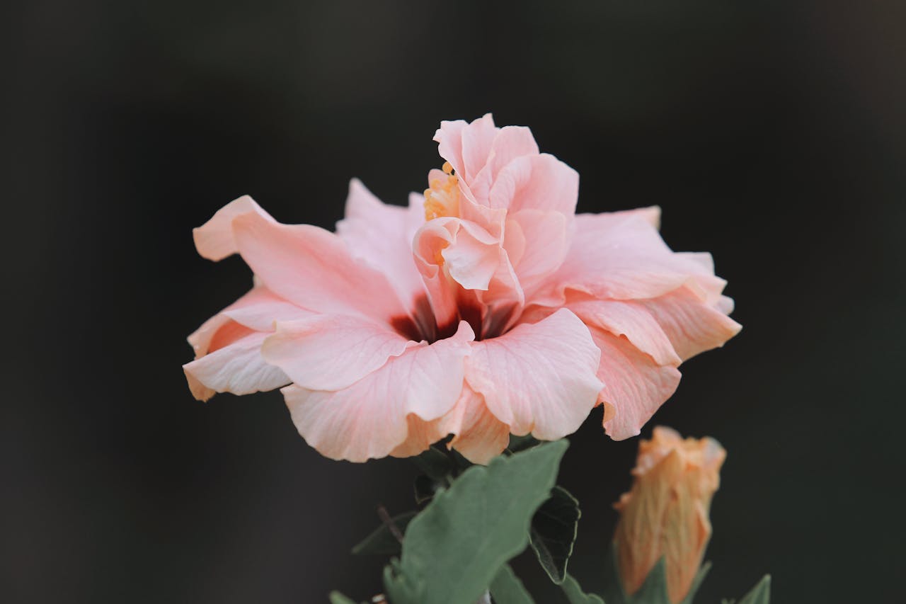 Services Close-up of a soft pink hibiscus flower showcasing its delicate petals and natural beauty.