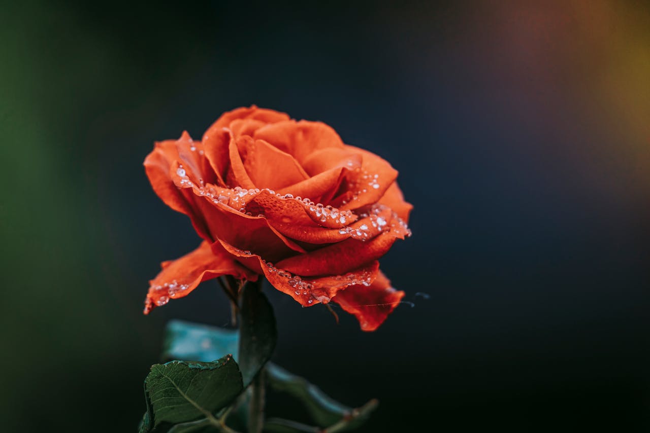 About Stunning close-up of a dewy red rose, symbolizing love and romance, perfect for wedding imagery.