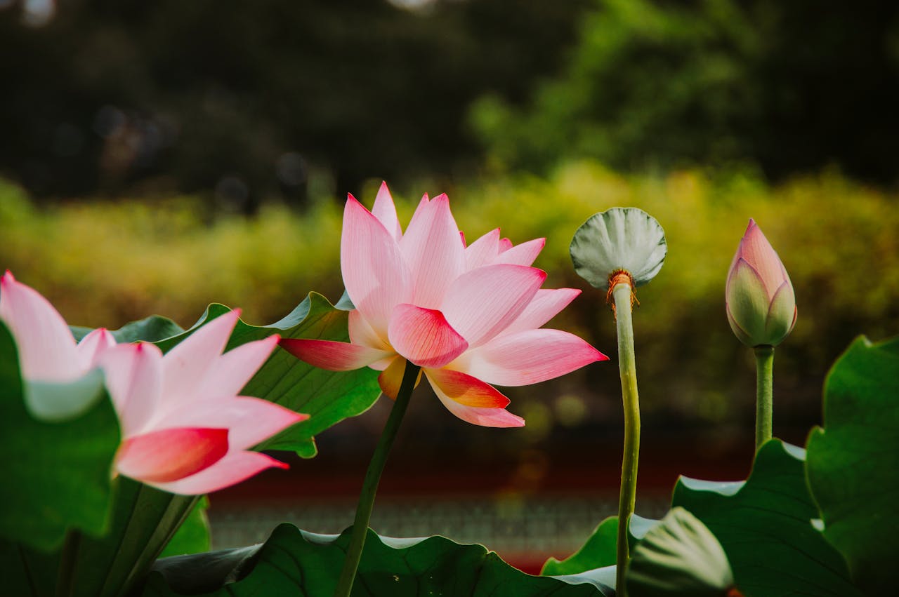 Home Close-up of a vibrant pink lotus flower with lush green leaves in natural sunlight.