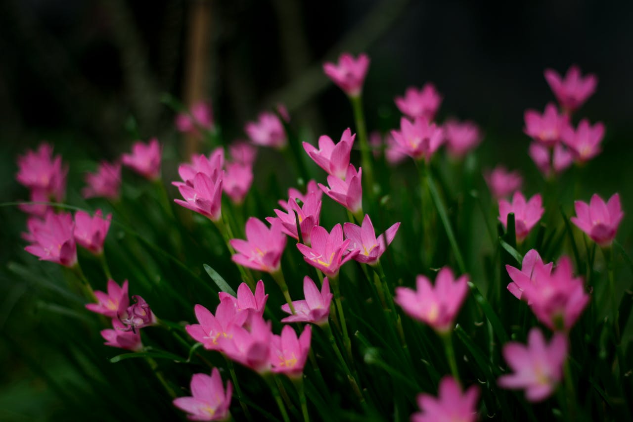 Home A stunning display of pink rain lilies (Zephyranthes) in full bloom, highlighting natural beauty.
