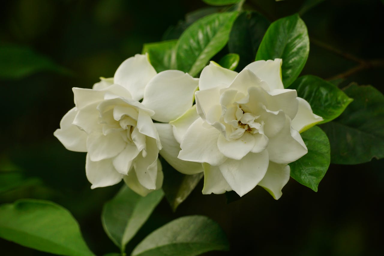 Services Vibrant close-up photo of white gardenia flowers blooming with lush green leaves.
