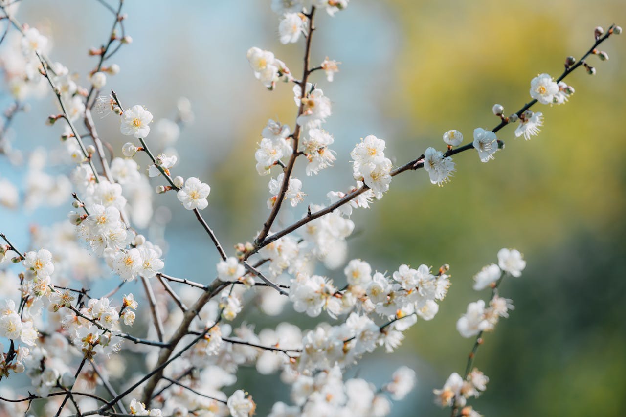 Services Close-up of white sakura blossoms on delicate branches in sunny springtime.