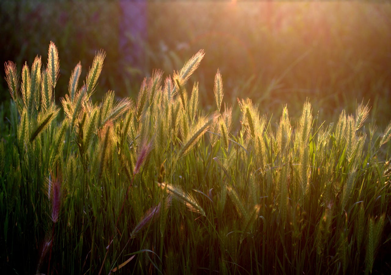 Home Sunlit wheat field at sunset, showcasing nature