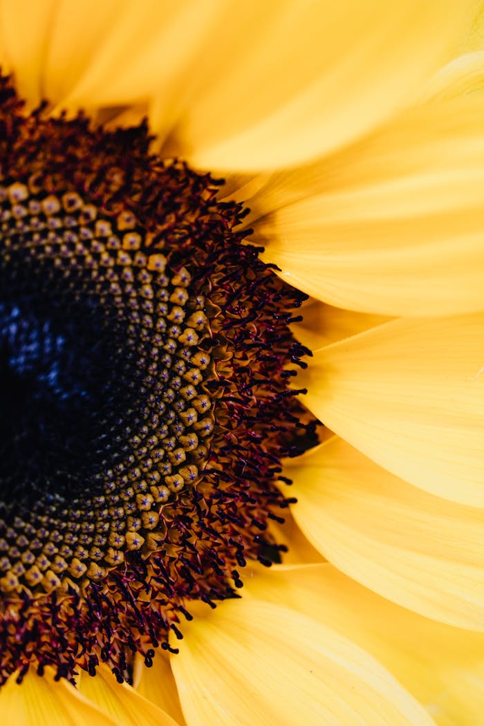 Home Detailed macro image of a sunflower, capturing vibrant yellow petals and intricate stamen details.